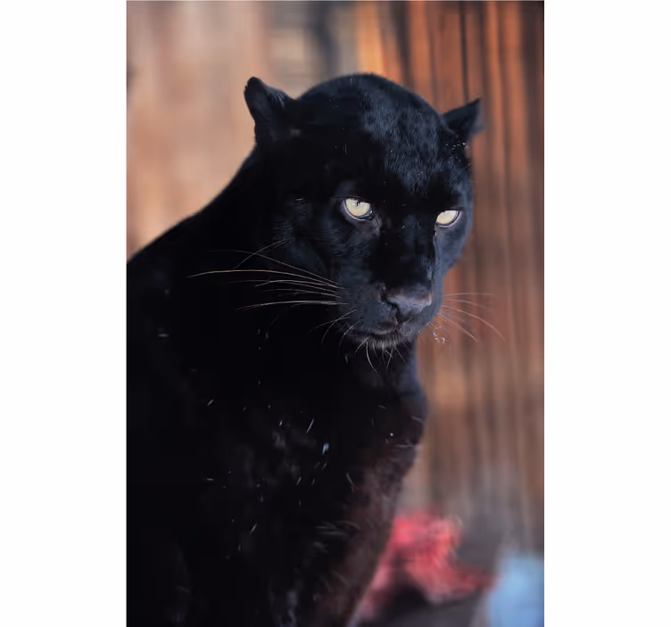 Zavjese za dnevni boravak leopard u lovu - TenStickers