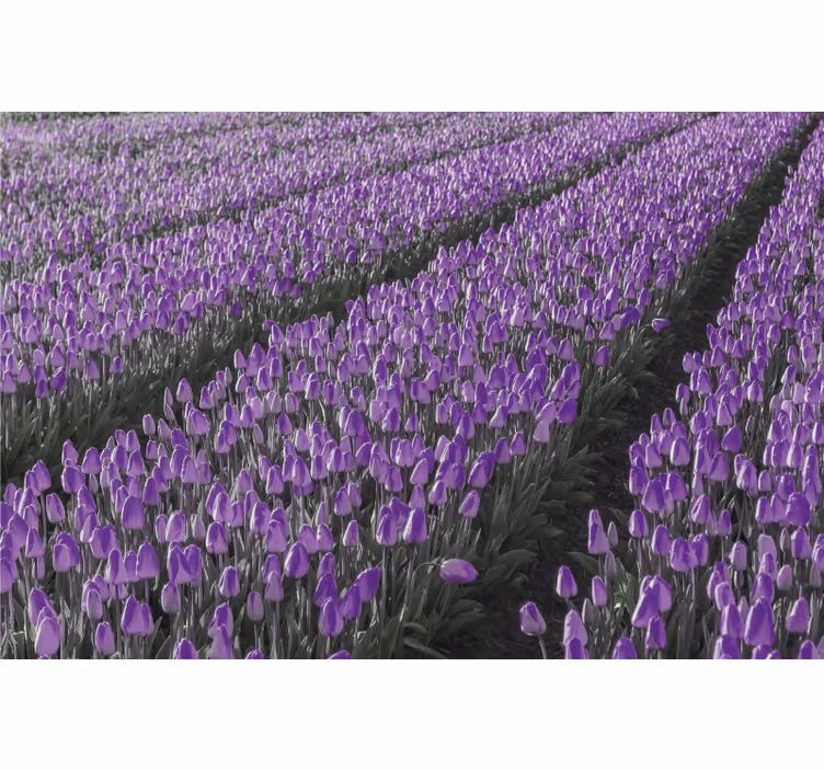 Zavjese za dnevni boravak tulipani na polju - TenStickers