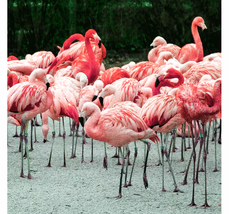 Zavjese za dnevni boravak s lijepim flamingosima na vodi - TenStickers