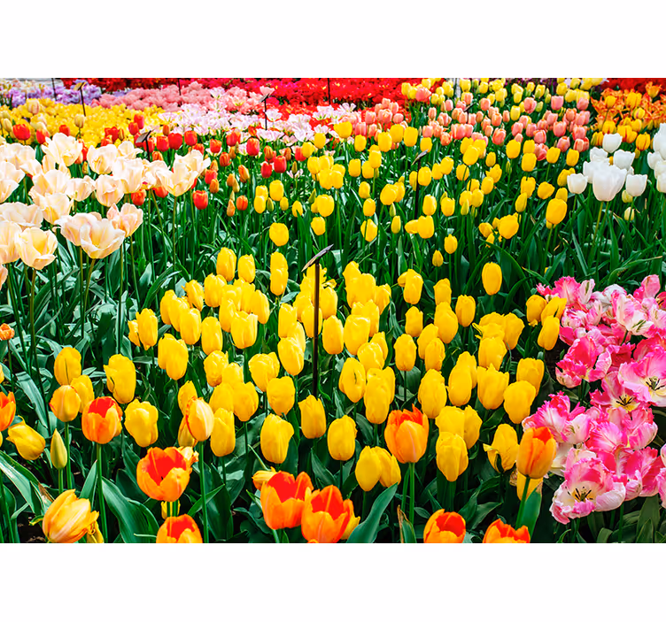 Zavjese za dnevni boravak tulipani - TenStickers