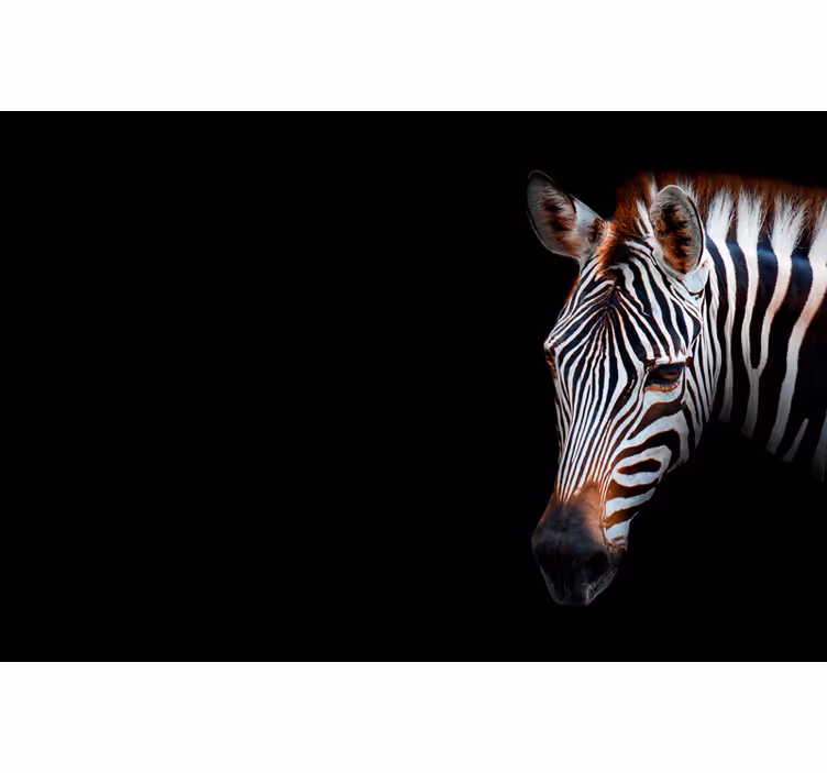 Zavjese za dnevni boravak zebra slika - TenStickers