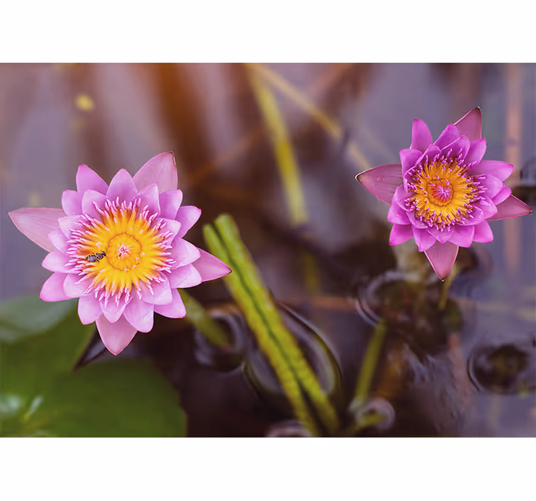 Zavjese za dnevni boravak ružičasti/ljubičasti lotus - TenStickers
