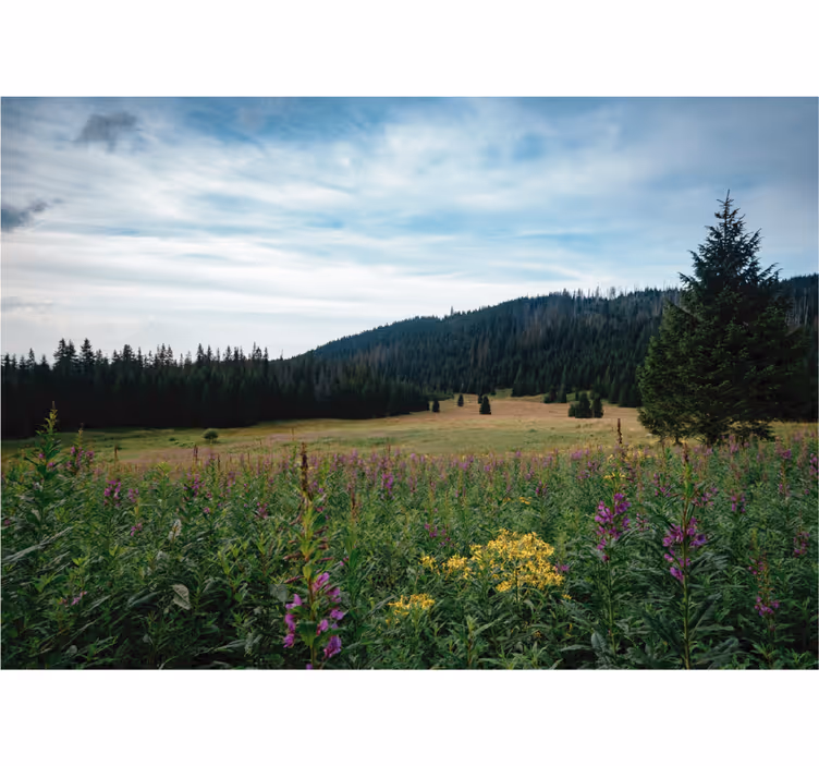 Zavjese za dnevni boravak tatra park u proljeće - TenStickers