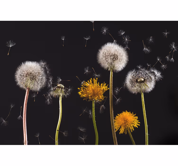 Zavjese za dnevni boravak dandelion priroda - TenStickers