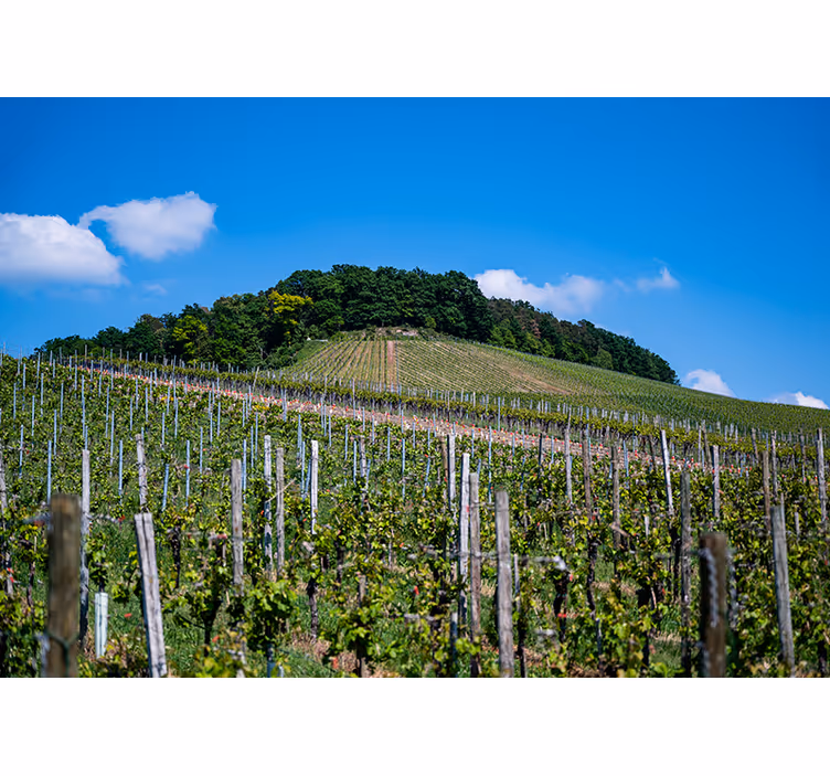 Zavjese za dnevni boravak vinogradna livada - TenStickers