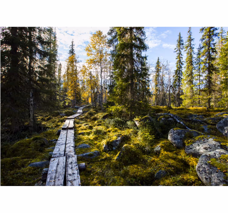 Zavjese za spavaću sobu koli nacionalni park finska - TenStickers
