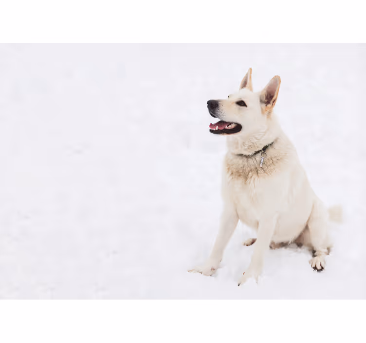 Bijele zavjese husky na snijegu - TenStickers