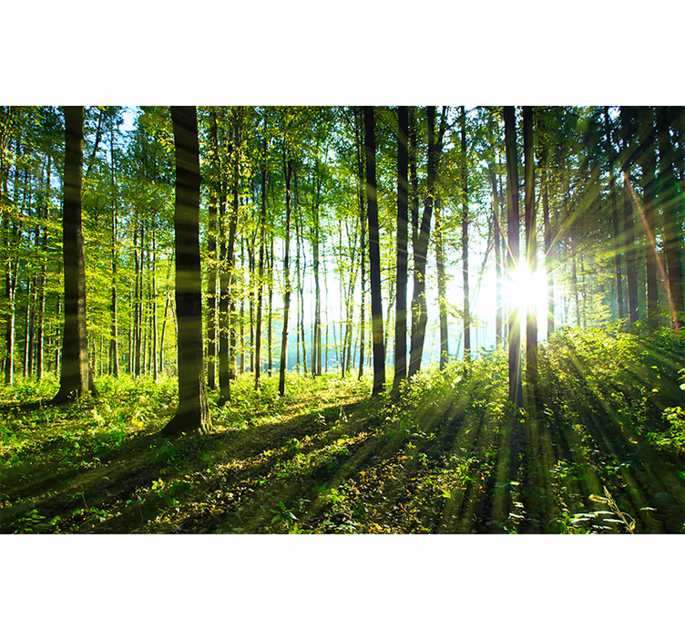 Zavjese za spavaću sobu s motivom šumskog pejzaža - TenStickers