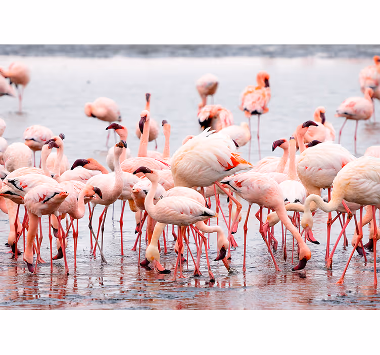 Zavjese za dnevni boravak u "camargue" regiji s flamingosima - TenStickers
