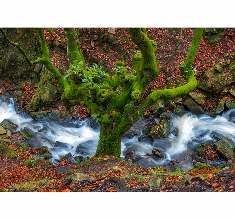 Zavjese za dnevni boravak "gorbea" - TenStickers