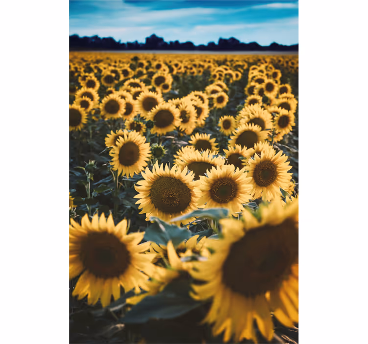 Sunce cvijet polje cvijet Rolo zavjese - TenStickers