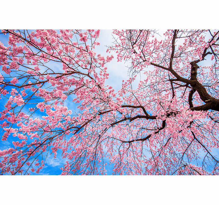 Rolo zavjese ciše cvijeća i biljaka sakura ud - TenStickers