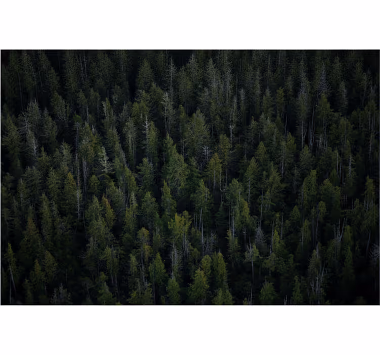 Foto tapete šumski duboka tekstura šume - TenStickers