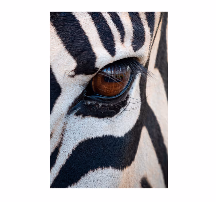 Foto tapete afričkog stila oko zebre - TenStickers