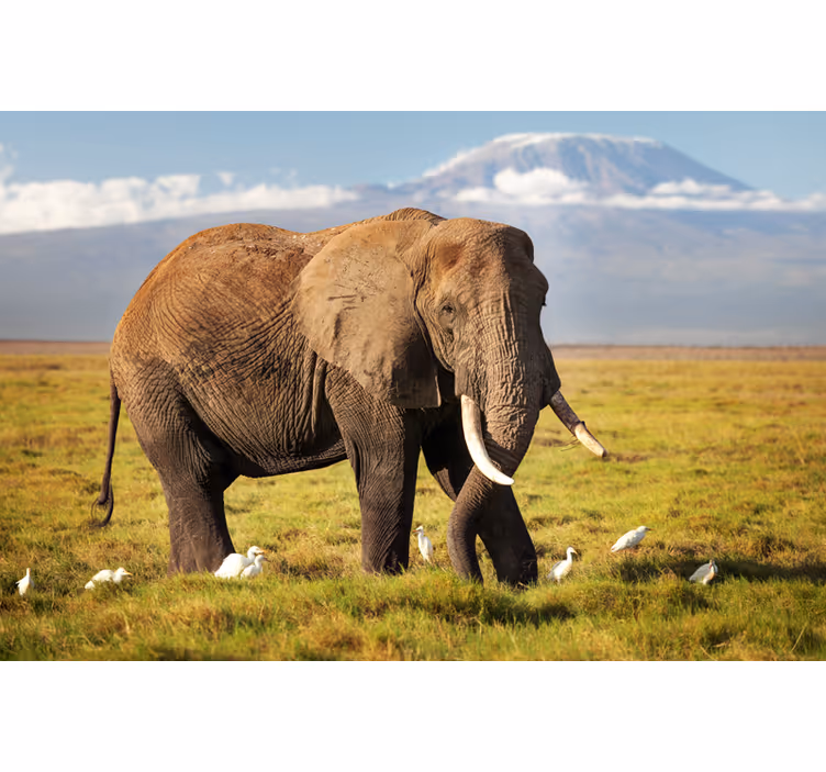 Foto tapete afričkog stila kilimanjaro slon - TenStickers