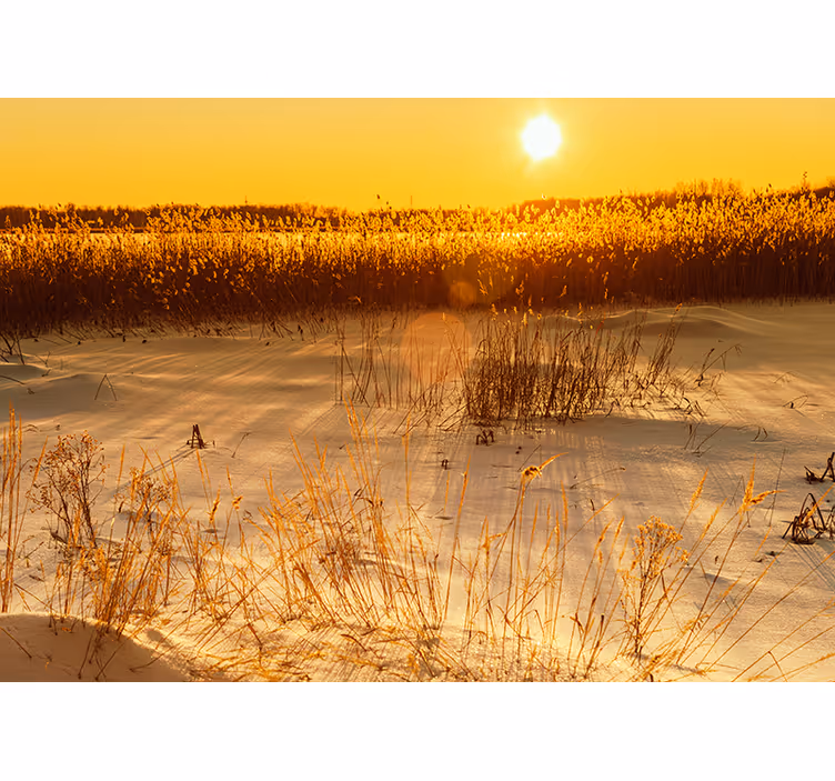 Foto tapeta trenutak zalaska sunca s pampas travom - TenStickers
