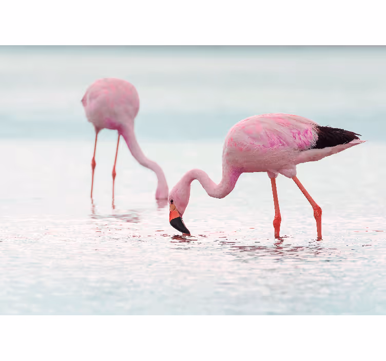 Foto tapete hodnika ružičasti flamingo u vodi - TenStickers
