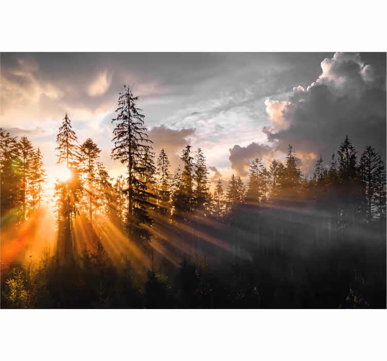 Foto tapete ulaza šuma s maglom i suncem - TenStickers