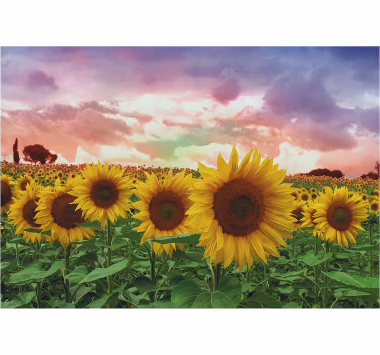 Foto tapete ulaza polje suncokreta šareno nebo - TenStickers