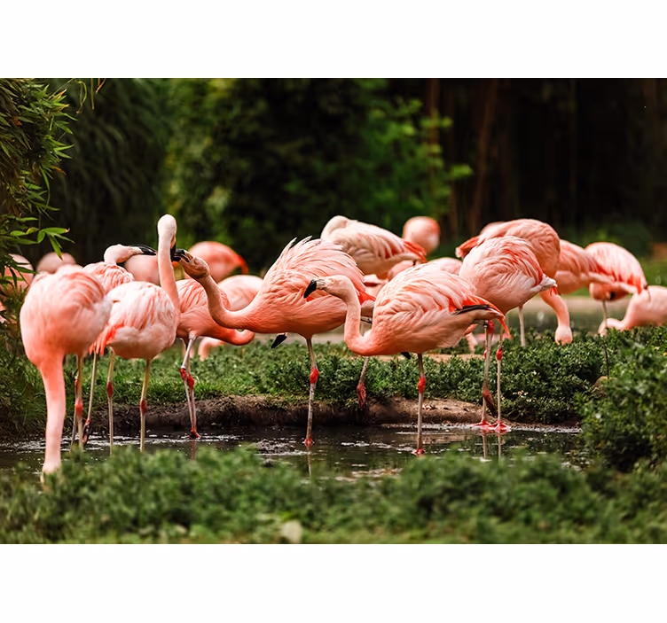 Zidni mural flamingo grupe - TenStickers