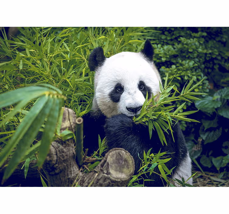 Zidni mural panda od bambusa u sjeni - TenStickers