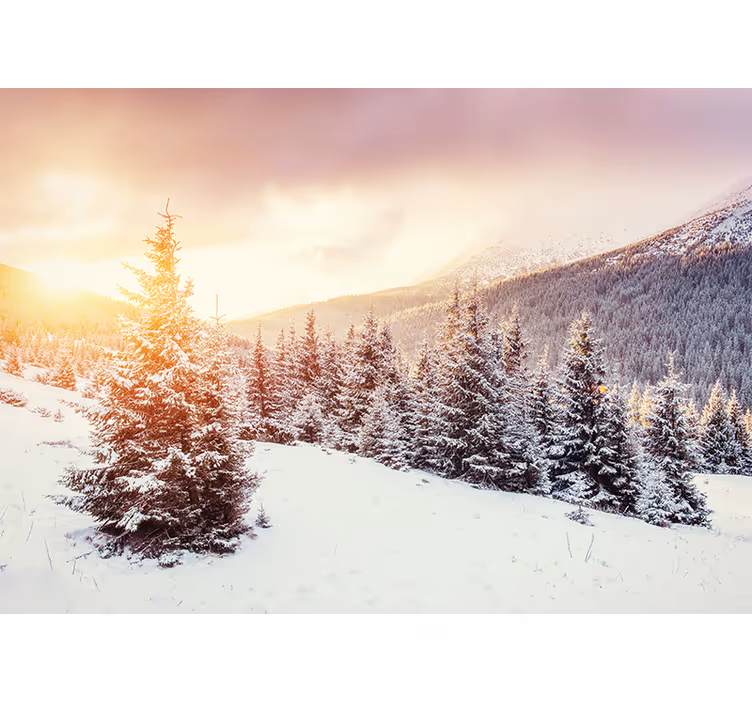 Foto tapete šumski zimski pejzaž borova - TenStickers