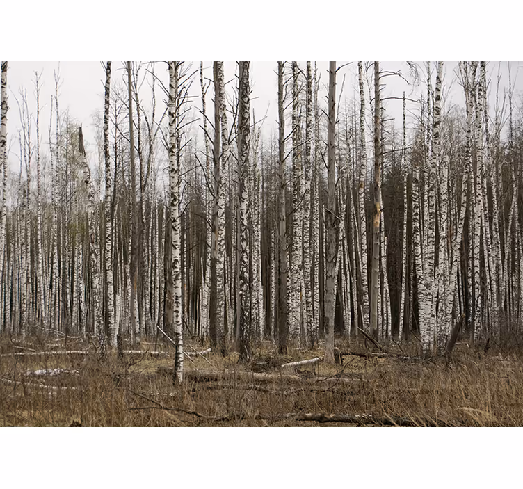 Foto tapete šumski birch grove divlji odmor - TenStickers
