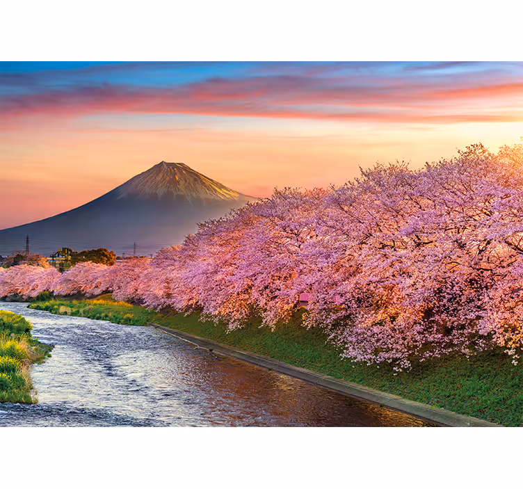 Foto tapeta cvjetovi trešnje na planini fuji - TenStickers