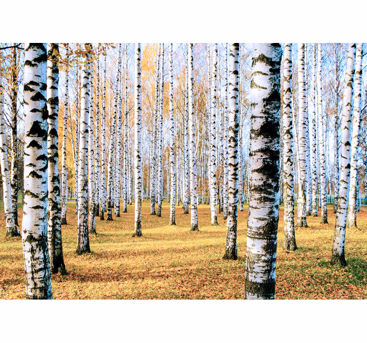 Breza stablo foto zidni - TenStickers