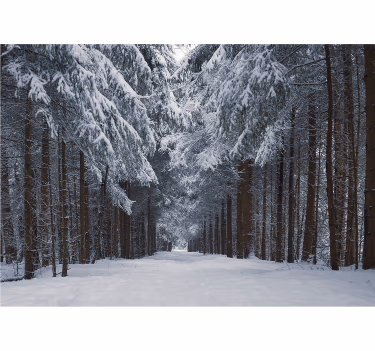 Foto tapete šumski snježna borova staza - TenStickers