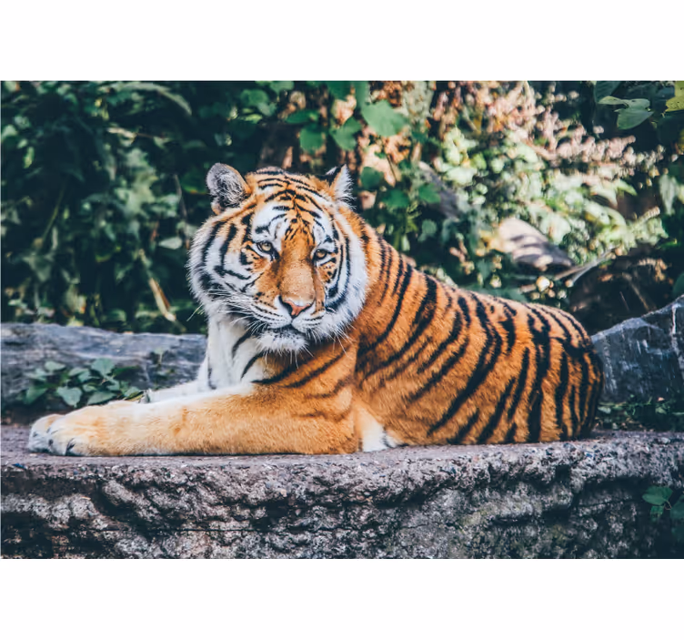 3d tigar leži na zidnom zidu - TenStickers