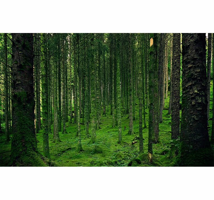 Foto tapete šumski zeleni šumski pejzaž - TenStickers