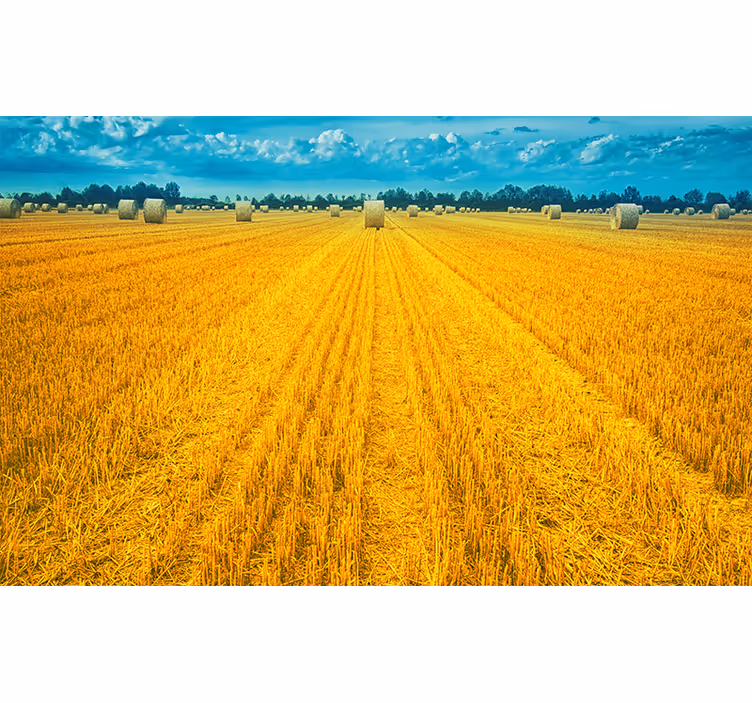 Foto tapeta zlatno žetveno polje - TenStickers