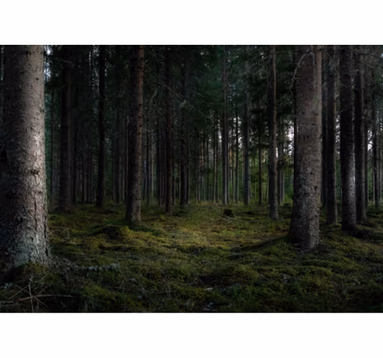 Foto tapete šumski prizor bujne šume - TenStickers