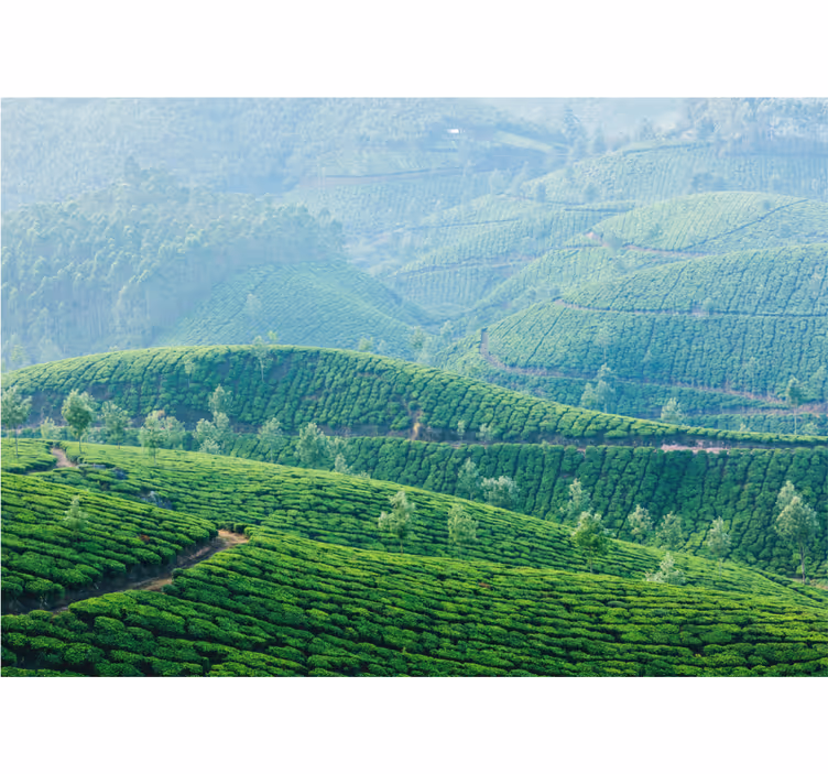 Foto tapeta Čajna plantaža na brežuljcima - TenStickers