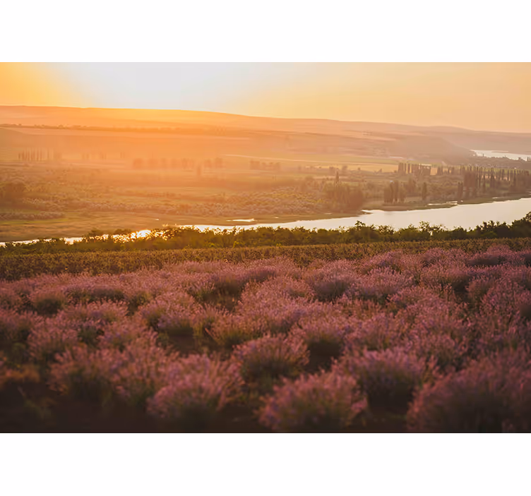 Foto tapete cvijet lavanda pejzaž zalaska sunca - TenStickers