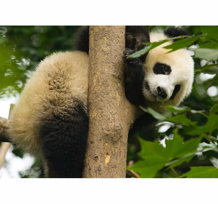 Panda koja visi na zidnom zidu - TenStickers