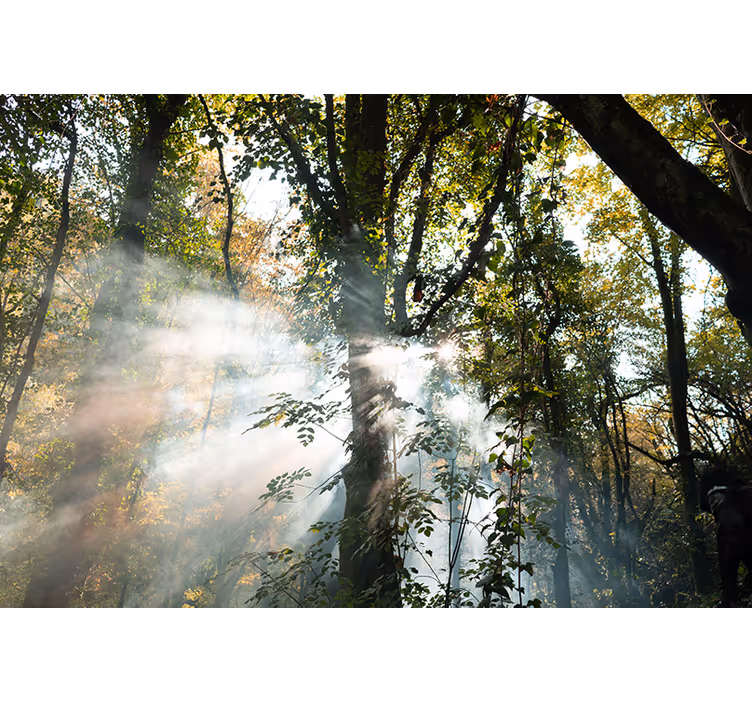 Foto tapete šumski spokojna šumska atmosfera - TenStickers
