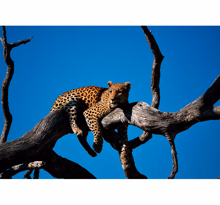 Leopard polaganje na zidnom zidu - TenStickers