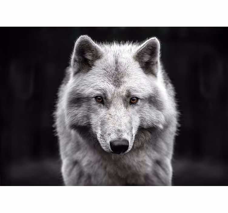 Bijeli vuk zidni foto mural - TenStickers