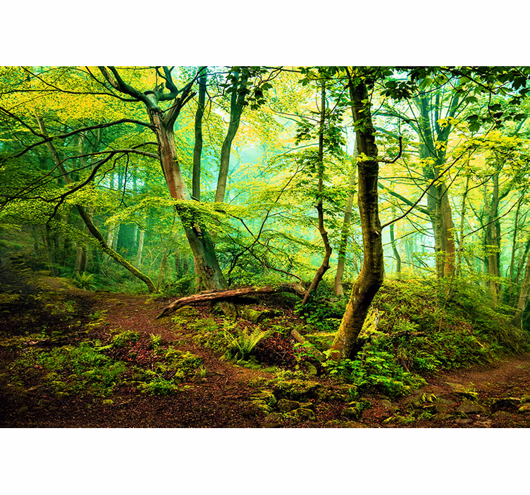 Foto tapete šumski vibrantna zelena šuma - TenStickers