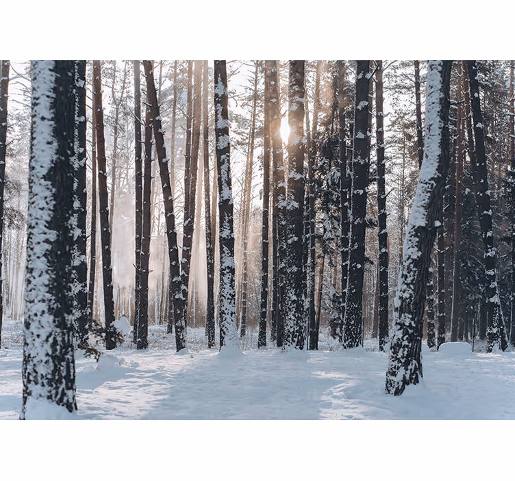 Foto tapete šumski zimske borove šume - TenStickers