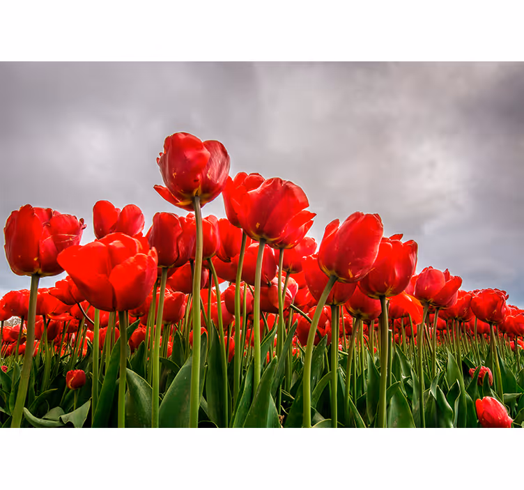 Foto tapete od maka polje crvenih tulipana - TenStickers