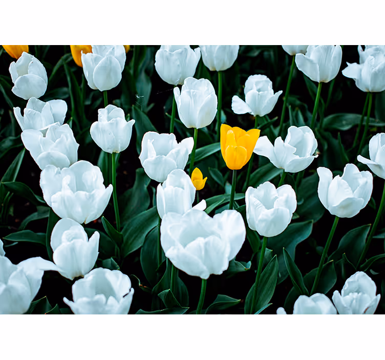 Foto tapete cvijet cvjetaju bijeli tulipani - TenStickers