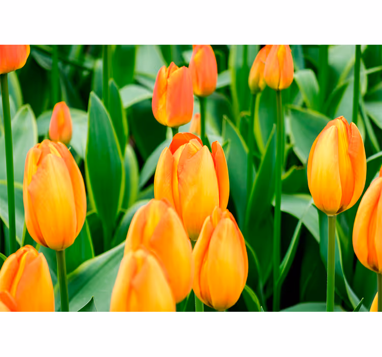 Foto tapete tulipani obilje tulipana - TenStickers