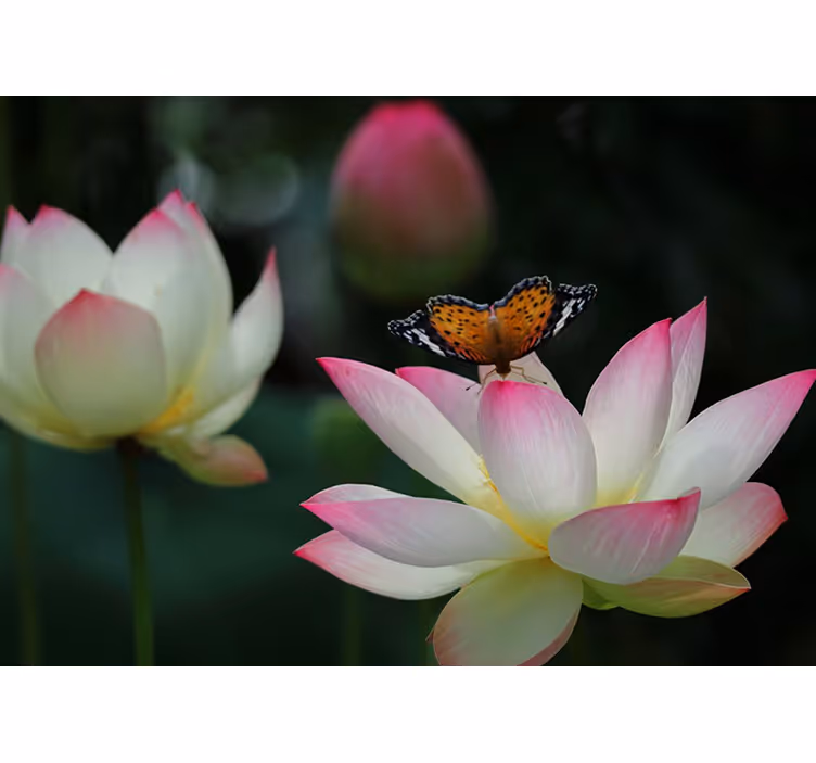 Foto tapete cvijet elegantni cvijet lotusa - TenStickers