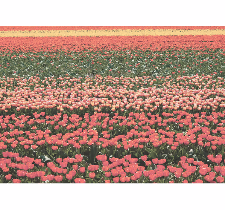 Foto tapete cvijet pejzaž tulipan polja - TenStickers
