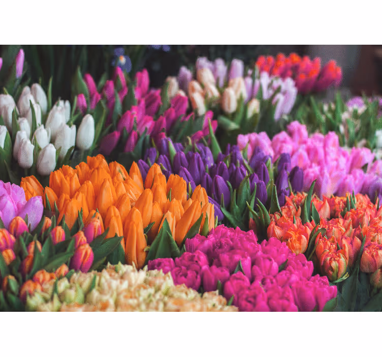 Foto tapete cvijet tulipanski vrt - TenStickers