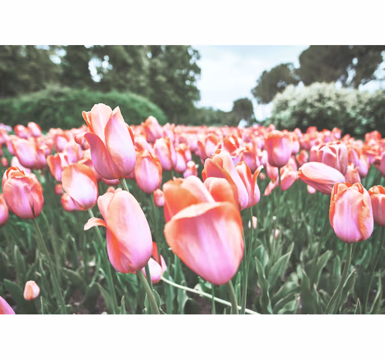 Foto tapete od maka u cvatu tulipana - TenStickers
