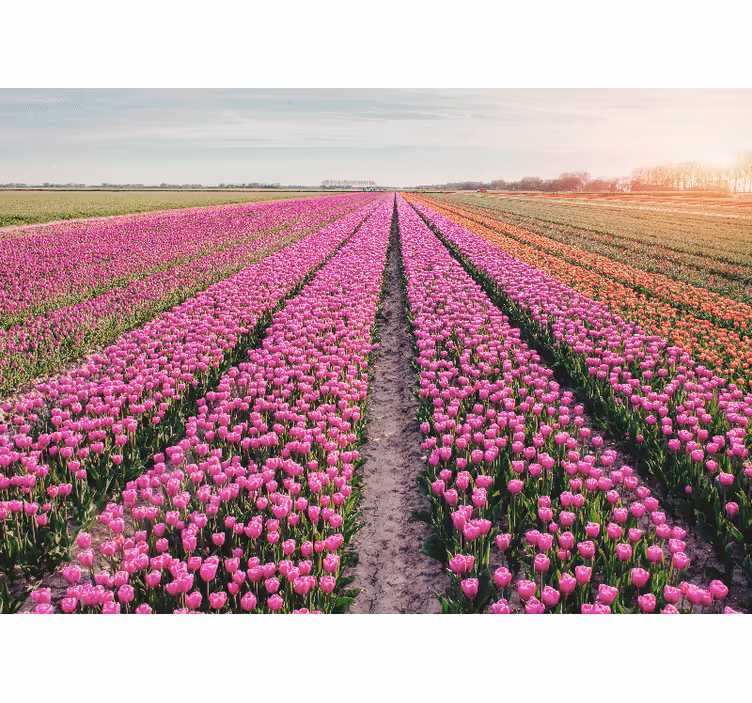 Polje tulipana tulip zidni zid - TenStickers